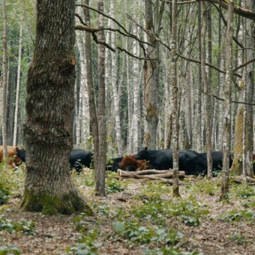 Ginučių ąžuolyne – Lietuvos retųjų augalų lobynas