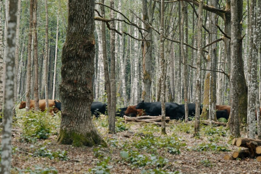 Ginučių ąžuolyne – Lietuvos retųjų augalų lobynas