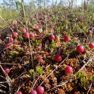 Valstybiniuose gamtiniuose rezervatuose lankytis ir rinkti spanguoles draudžiama, išskyrus tam tikras išimtis