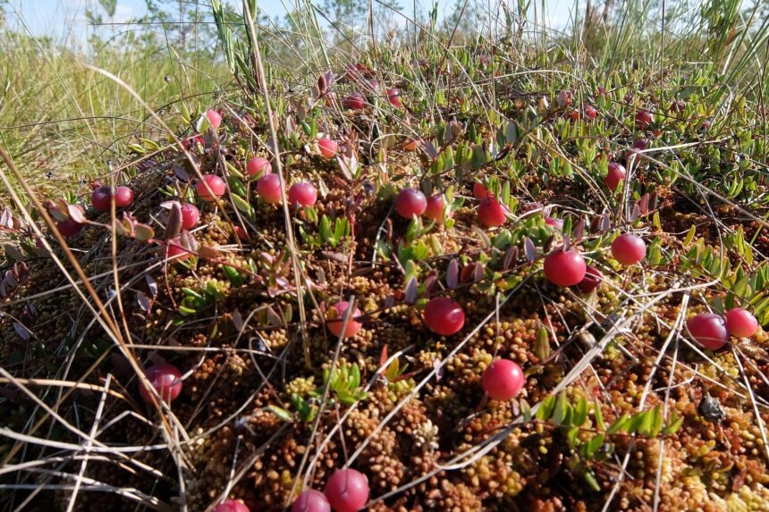 Valstybiniuose gamtiniuose rezervatuose lankytis ir rinkti spanguoles draudžiama, išskyrus tam tikras išimtis