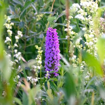 Atkuriamose Baltosios Vokės šlapžemėse rasta gausi retų orchidėjų augavietė