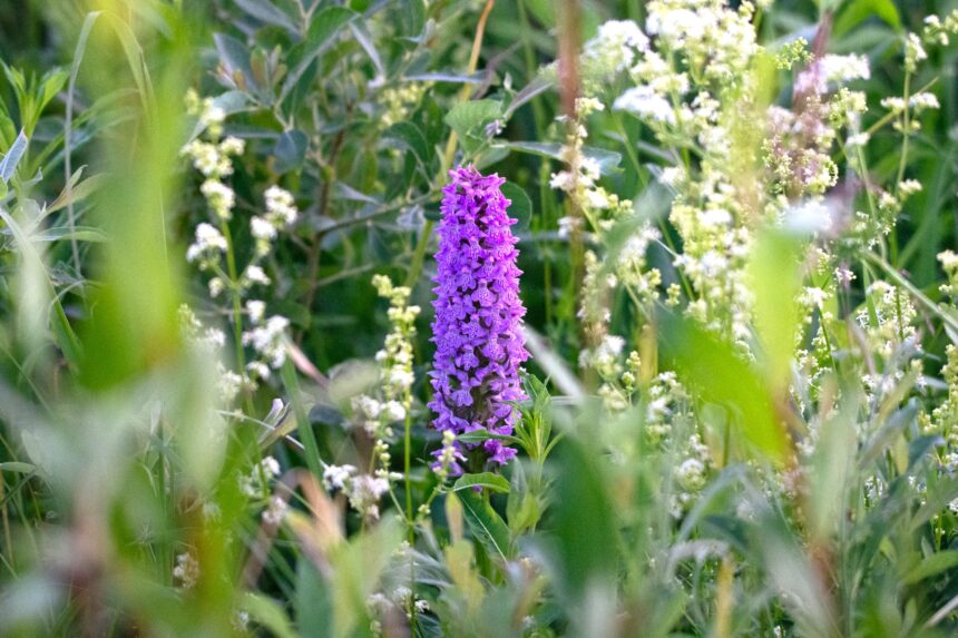 Atkuriamose Baltosios Vokės šlapžemėse rasta gausi retų orchidėjų augavietė