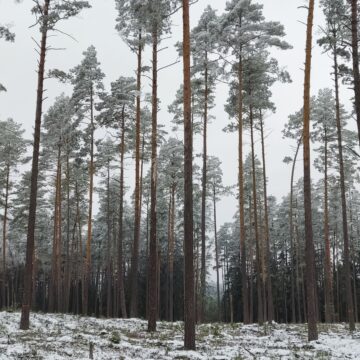 Genetiniai miško medžių ištekliai – svarbi biologinės įvairovės dalis