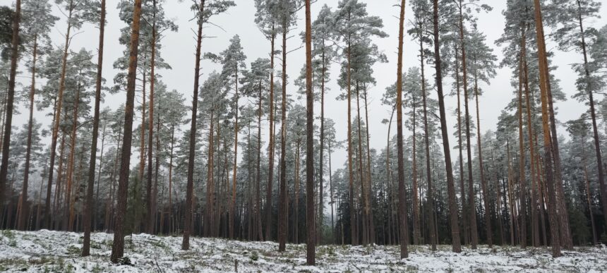 Genetiniai miško medžių ištekliai – svarbi biologinės įvairovės dalis