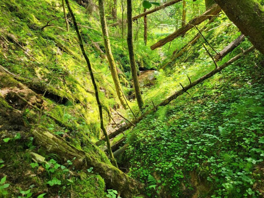 „Sengirės fondas“ išpirko dar vieną miško plotą – šaltinio ištakas saugantį dzūkišką pušyną