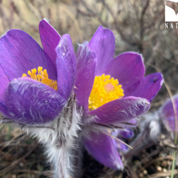 Jūsų valda patenka į „Natura 2000“ teritoriją? Galima gauti kompensaciją