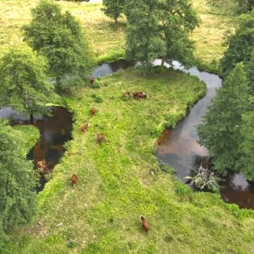 Grūdos paupyje atkurti retas rūšis padeda karvės