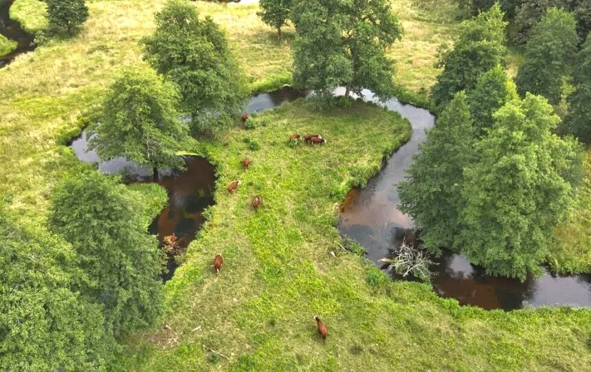 Grūdos paupyje atkurti retas rūšis padeda karvės