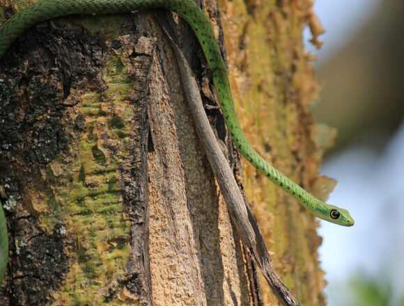 https://www.mediakatalogas.lt/nuotrauka/1611262/alcohol-drink-liqueur-snakes-inserted-scorpio-laos-southeast-asia