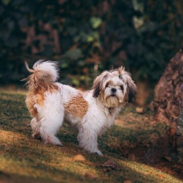 Kaip išsirinkti tinkamiausią veterinarijos kliniką?