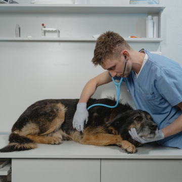 Veterinarija ir technologijos: kaip modernios technologijos keičia gyvūnų priežiūrą?