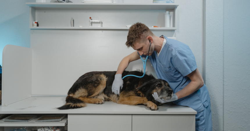 Veterinarija ir technologijos: kaip modernios technologijos keičia gyvūnų priežiūrą?