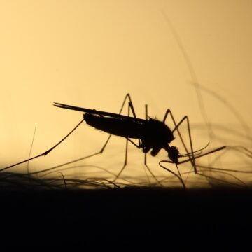 Uodų neliks nė kvapo: 5 priemonės, kurios padės atbaidyti šiuos vabzdžius